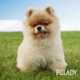 博美爆料新闻事件真相视频,揭秘新闻事件背后真相 第3张 博美爆料新闻事件真相视频,揭秘新闻事件背后真相 第3张